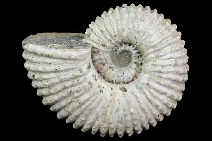 Bumpy Douvilleiceras (Tractor) Ammonite - Madagascar #68208